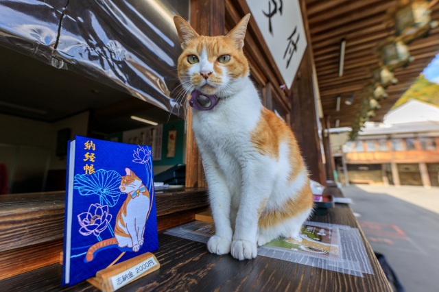 猫好きにおすすめ!看板猫がいる厄除けのお寺「由加山 蓮台寺」